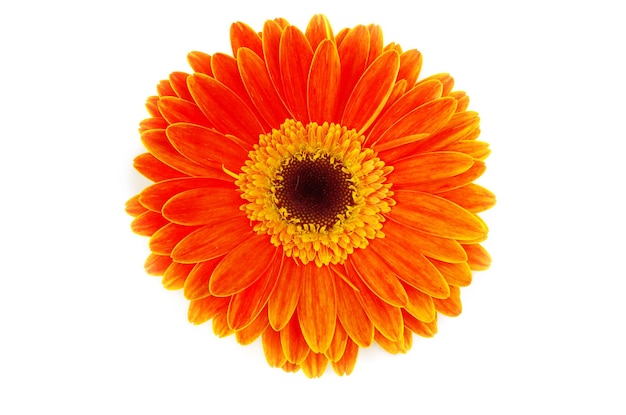 Gerbera Flor