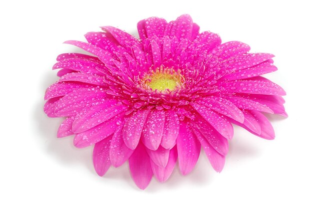 Gerbera Flor