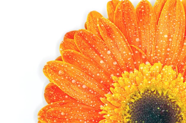 Gerbera Flor