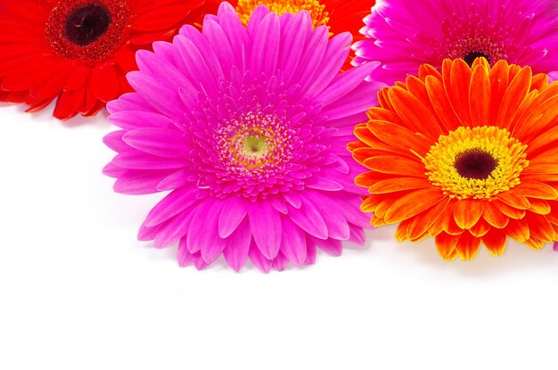 Foto gerbera flor