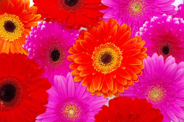 Gerbera Flor