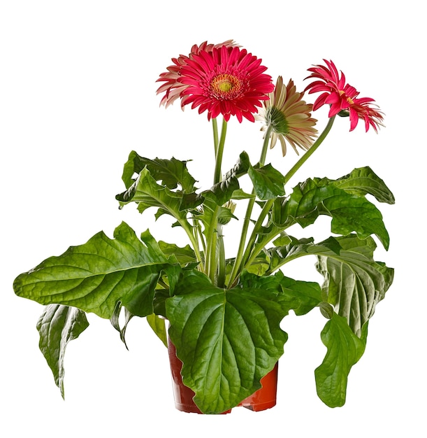 Gerbera floreciente en una maceta aislado sobre un fondo blanco.