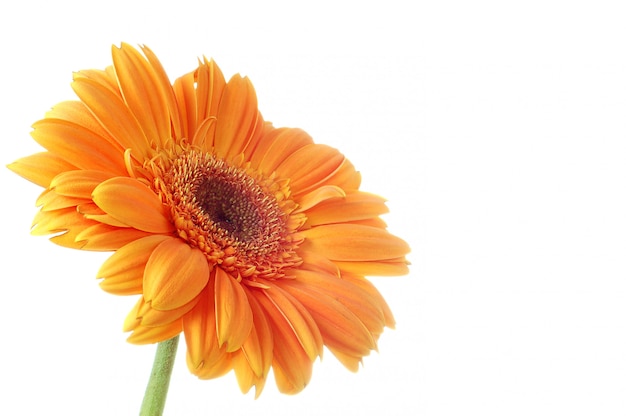 Gerbera De Flores. Aislamiento en blanco