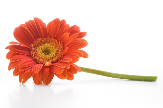 Gerbera-Gänseblümchen-Blume auf weißem Hintergrund