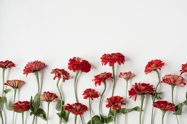 Gerbera Gänseblümchen Blumenmuster auf weißem Hintergrund Flache Ansicht von oben minimalistische florale Textur