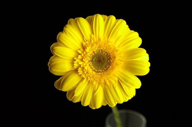 Gerbera gelbe Blume, Pflanze mit gelben Blütenblättern auf schwarzer Wand