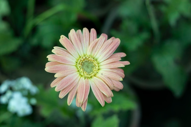 Gerbera hellrosa Blume