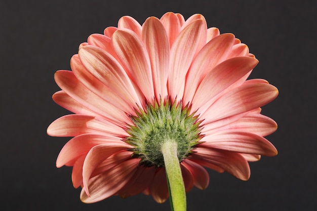 Gerbera hermosa flor vibrante