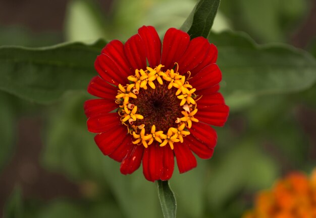 Gerbera hermosa roja, Margarita sobre fondo verde. enfoque selectivo.