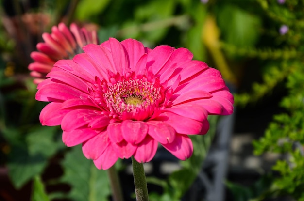 Gerbera jamesoniiTransvaal Daisy