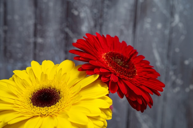 Gerbera linda flores em amarelo e vermelho.