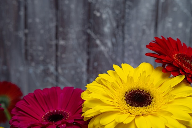 Gerbera linda flores em amarelo e vermelho.