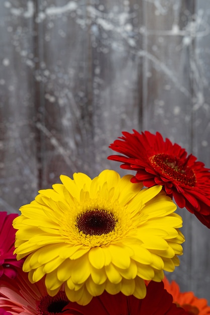 Gerbera linda flores em amarelo e vermelho.