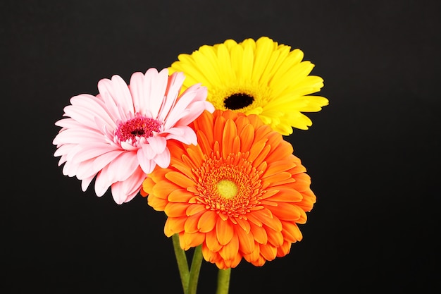 Gerbera lindas flores vibrantes