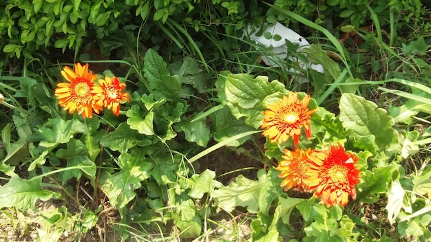 Foto gerbera naranja floreciendo y atraída por los transeúntes