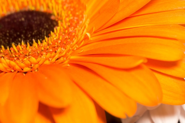 Gerbera naranja macro