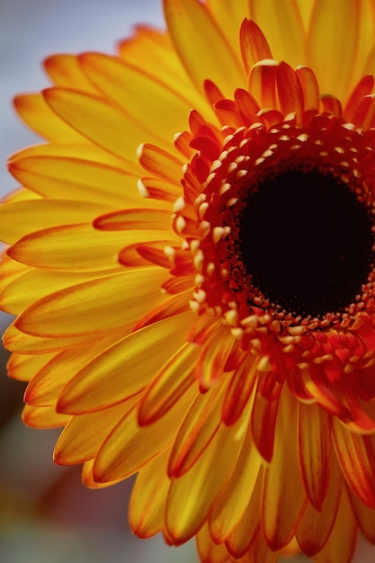 Gerbera orange close upa frescura da flor na floricultura