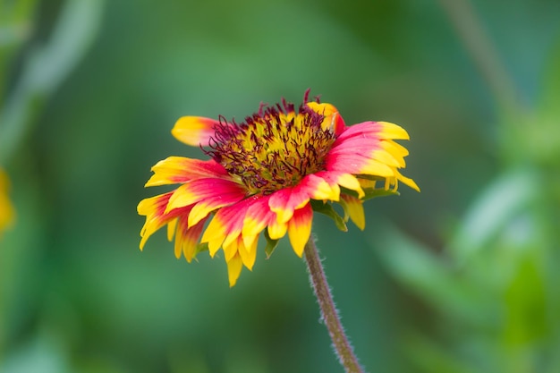 Gerbera ou Gaillardia aristata ou flor cobertor flor amarela vermelha em plena floração