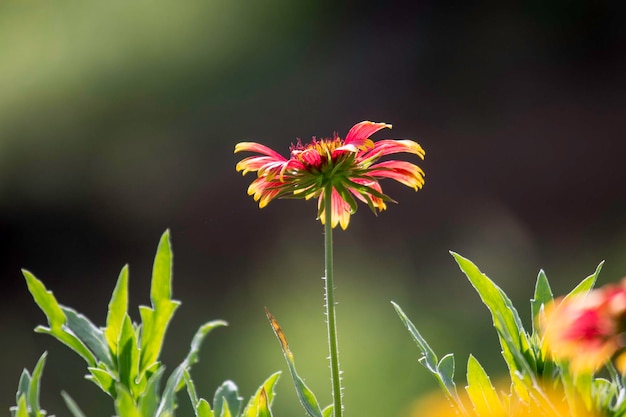 Gerbera ou gaillardia aristata ou flor cobertor flor amarela vermelha em plena floração