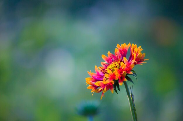 Gerbera ou gaillardia aristata ou flor cobertor flor amarela vermelha em plena floração