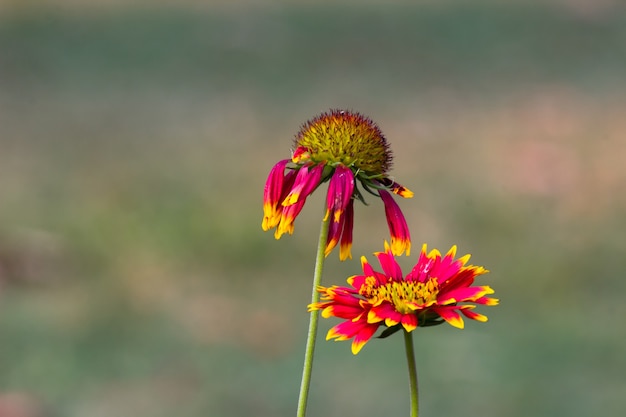 Gerbera ou Gaillardia aristata ou flor de cobertura flor amarela vermelha em plena floração em plena floração