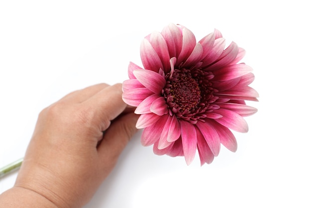 Gerbera púrpura en la mano de una mujer, aislado