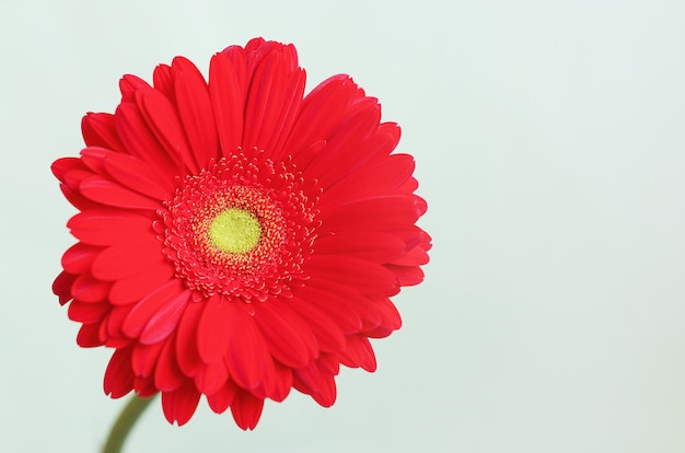 Foto gerbera roja flor sobre un fondo blanco.