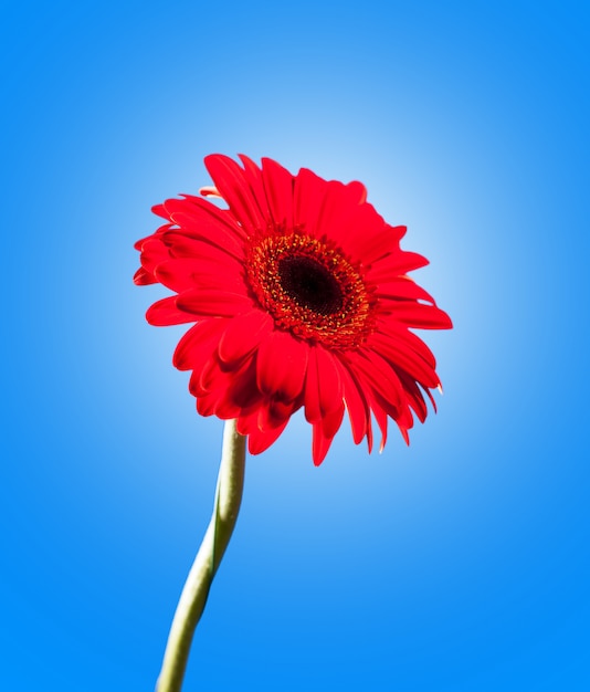 Gerbera roja sobre azul.