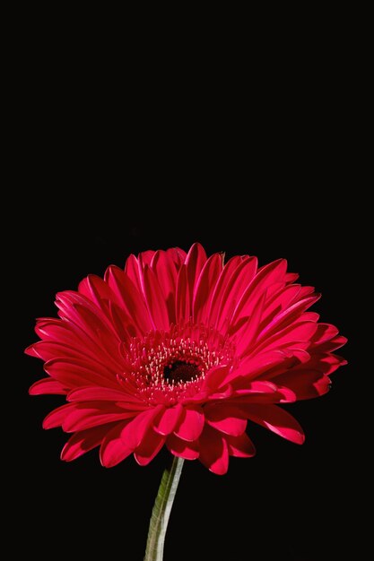 Foto gerbera roja con tallo aislado sobre fondo negro