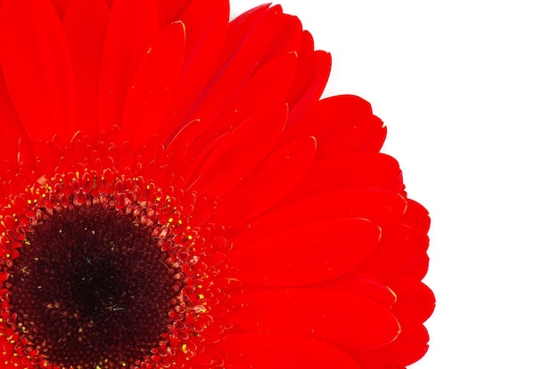 gerbera roja