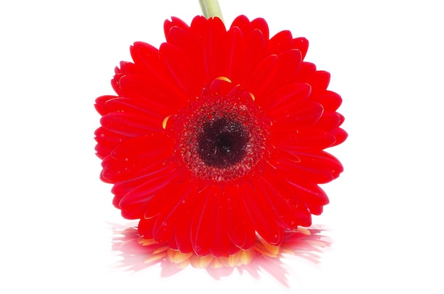 gerbera roja