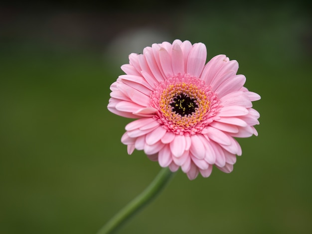 Gerbera rosa (asteraceae)