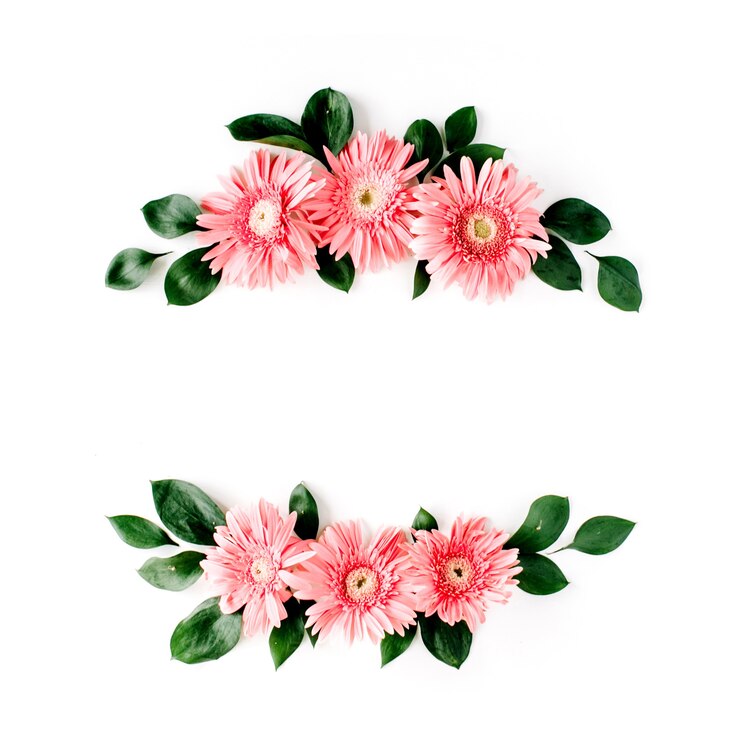 Gérbera rosa em branco