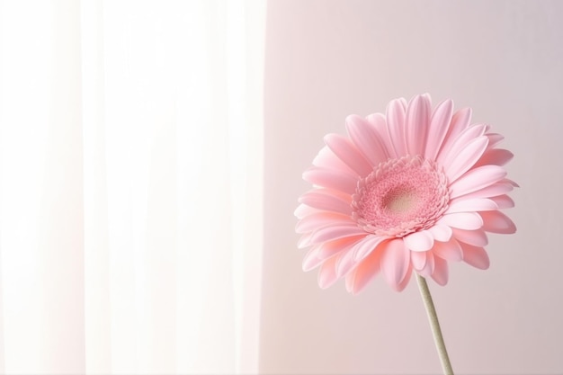 Gerbera rosa em um vaso com espaço para cópias