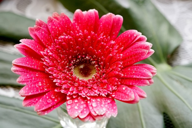 Gerbera rosa Gerbera jamesonii sobre fondo verde hoja Monstera deliciosa