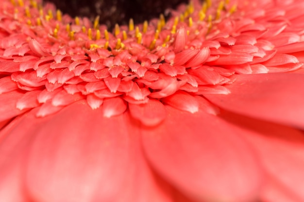 Gerbera Rosa Macro