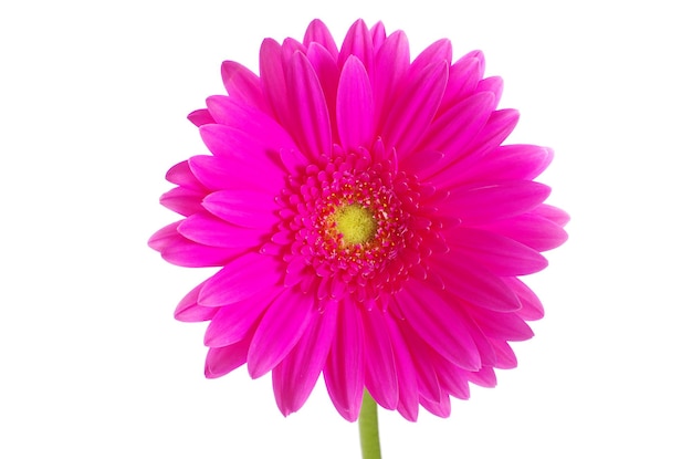 gerbera rosa