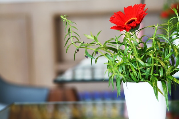 Gerbera vermelha ou margarida Barberton flores em vaso de cerâmico branco