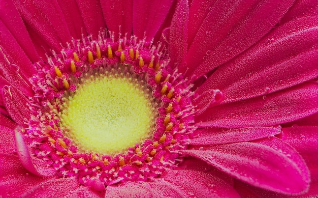 Gerbera vermelha sob bolhas de ar fecham