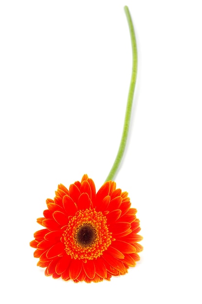 Gerbera vermelha