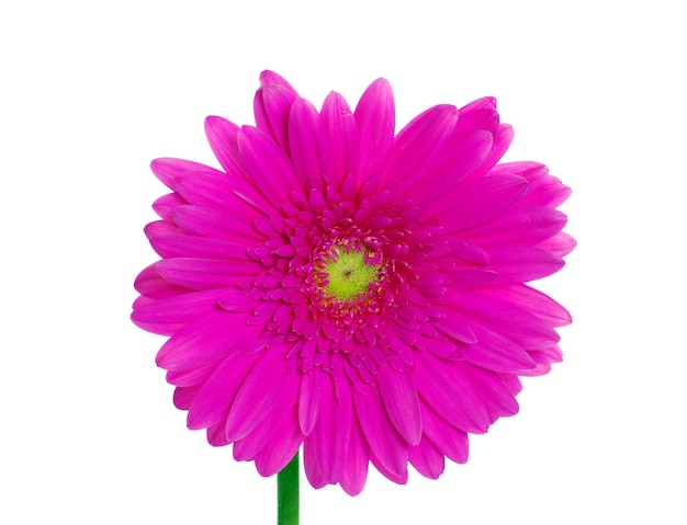 Gerbera