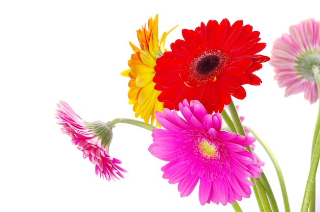 Gerbera