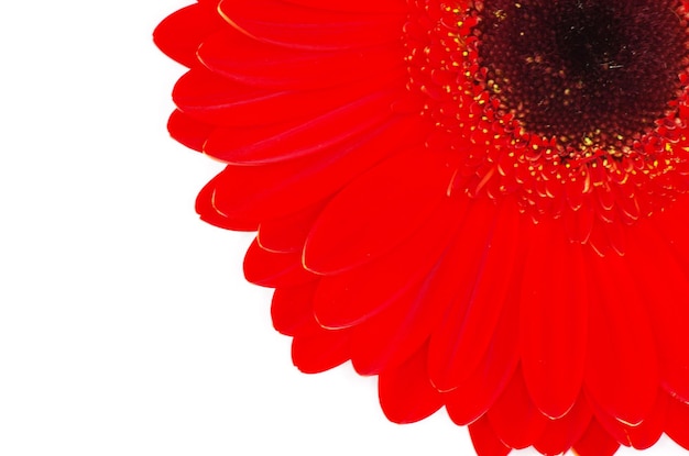 Gerbera