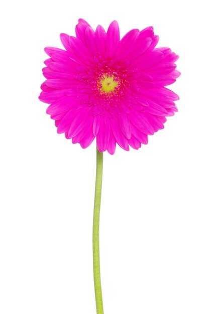 Gerbera