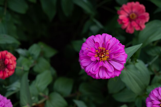 Gerberablume im Garten