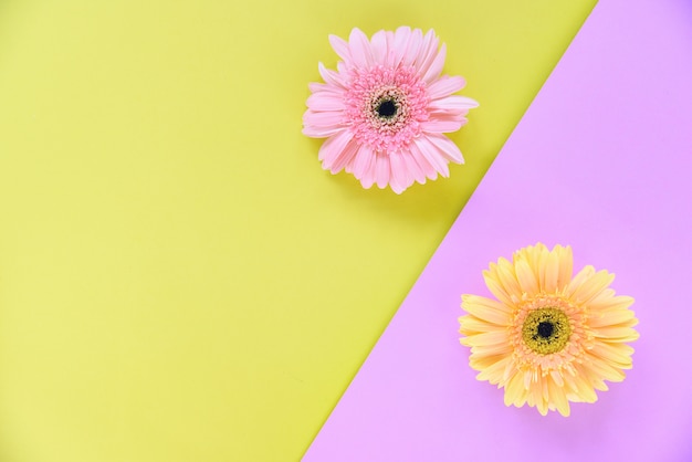 Gerberafrühling blüht rosa und gelben Hintergrund