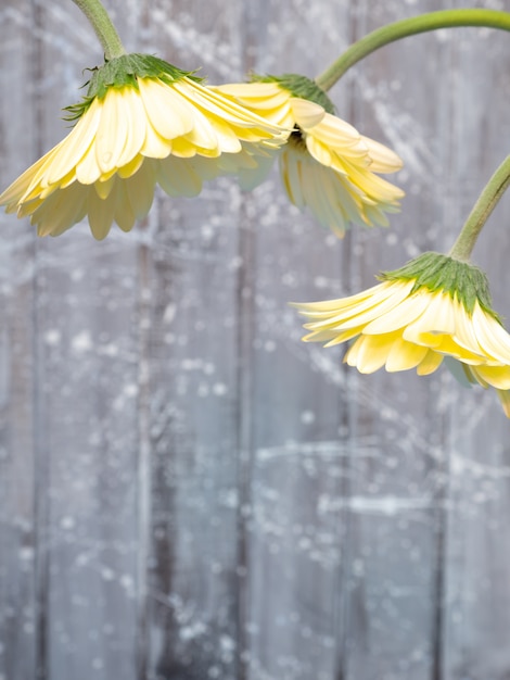 Gerberas amarillas sobre un fondo gris