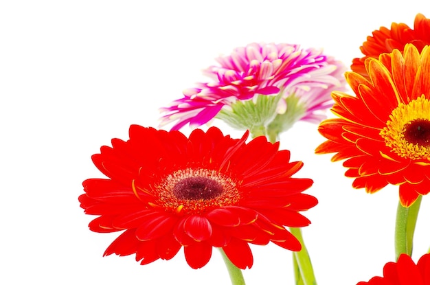 Gerberas de colores