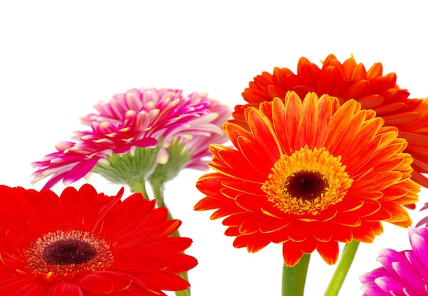 Foto gerberas de colores