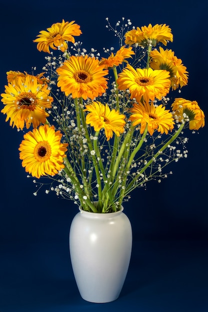 Gerberas doradas (Asteraceae)